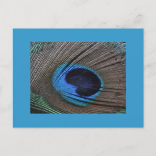Carte postale Peacock Feather