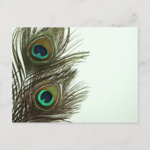 Carte postale Peacock Feather
