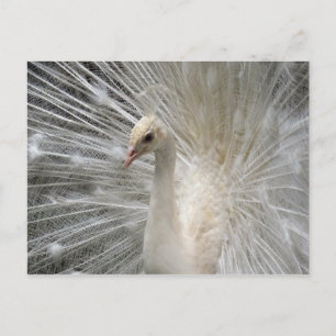 Carte Postale Peacock impérial