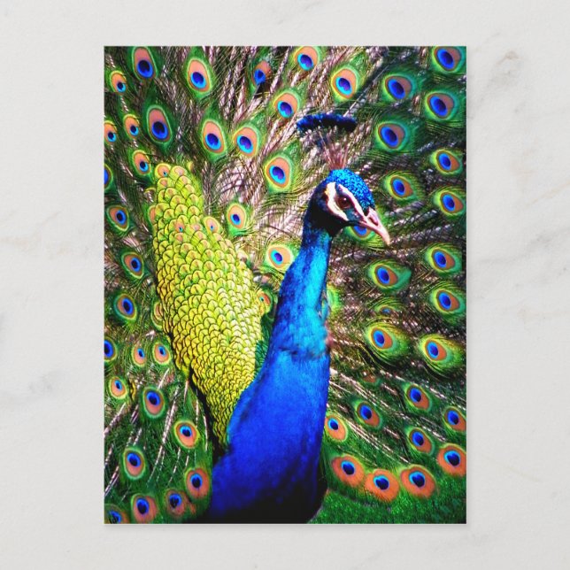 Carte Postale Peacock, Love_ (Devant)