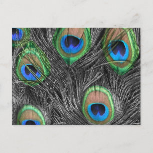 Carte postale Peacock noir et blanc