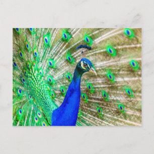 Carte Postale Peacock Plumage