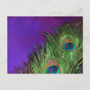 Carte Postale Peacock Purple Foil