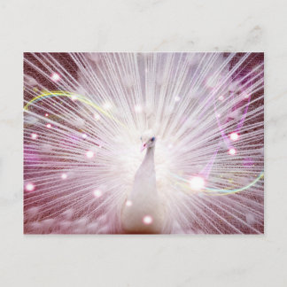 Carte Postale Peacock rose