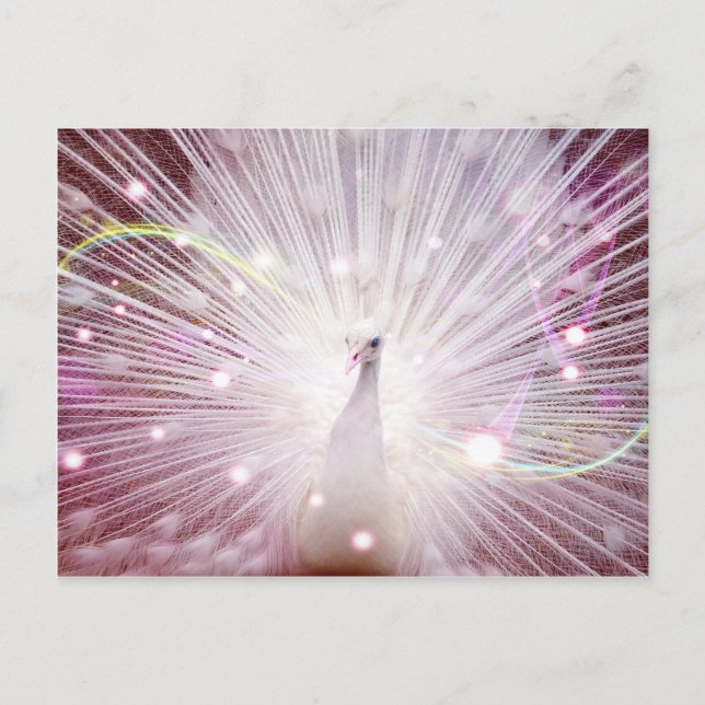 Carte Postale Peacock rose (Devant)