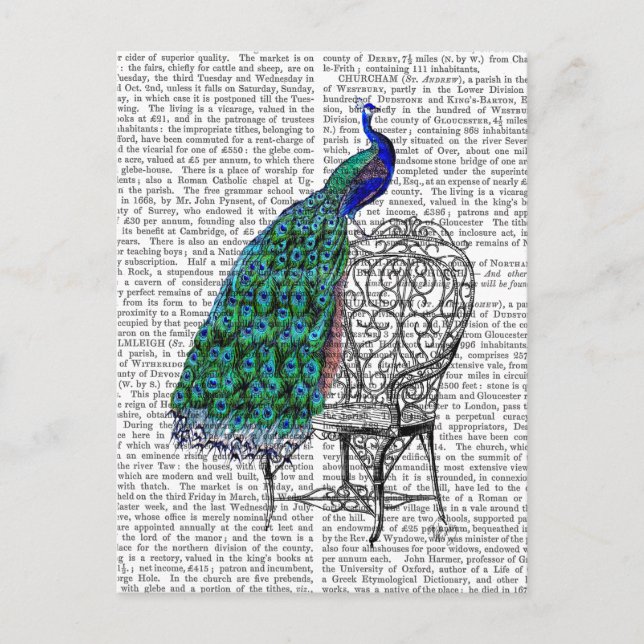 Carte Postale Peacock sur la chaise (Devant)