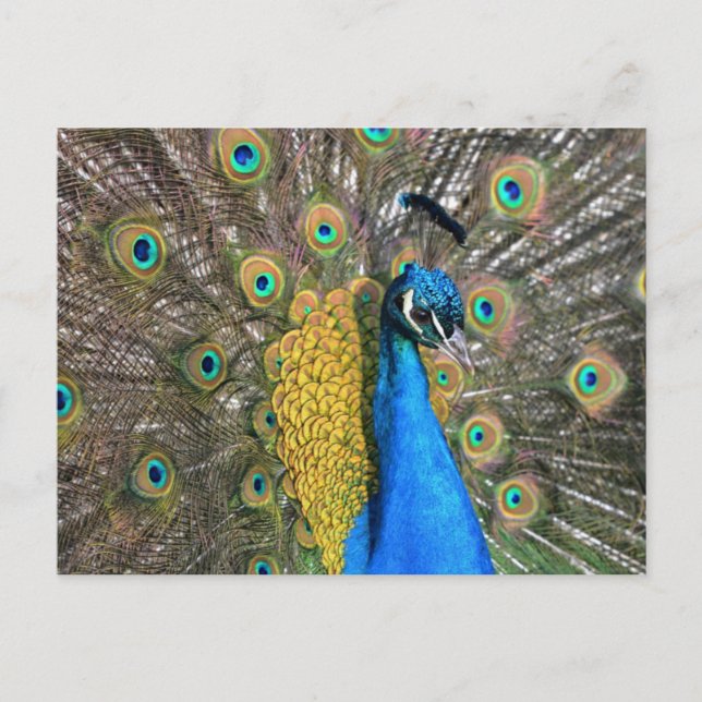 Carte postale Peacock unique (Devant)