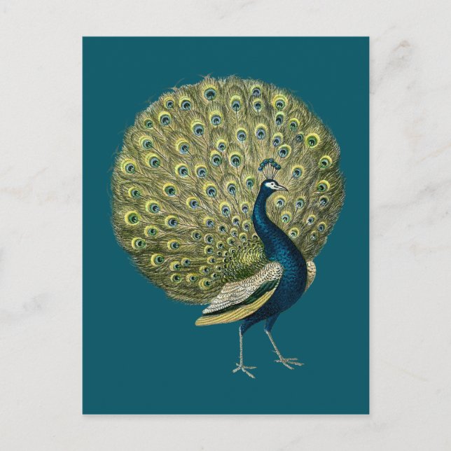 Carte Postale Peacock vintage (Devant)
