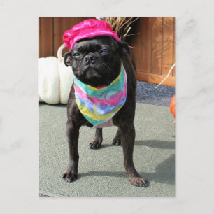 Carte Postale Pearl - Carlin et Boston Terrier Mix race Photo-08