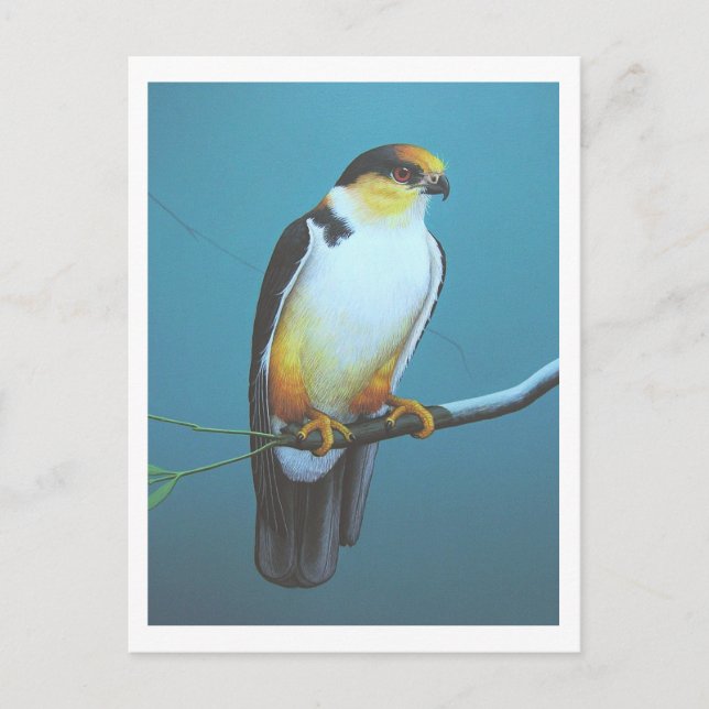 Carte Postale Pearl Kite (Devant)