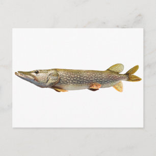 Carte Postale Pêche de Pike Muski