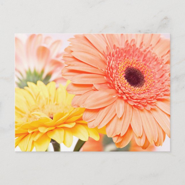 Carte Postale Pêche Florale Poisson Orange Et Jaune Gerbera Dais (Devant)