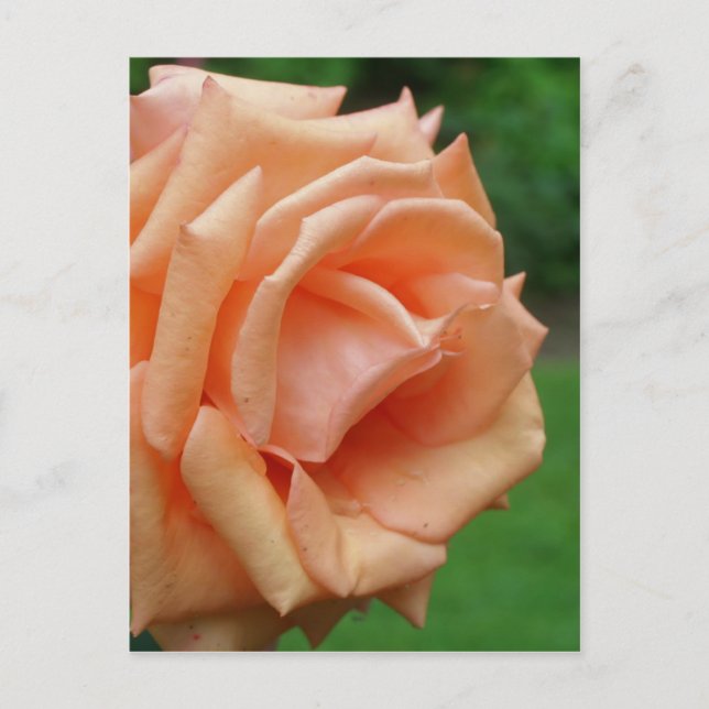 Carte Postale Pêcher Rose En Fleur De Fleur (Devant)