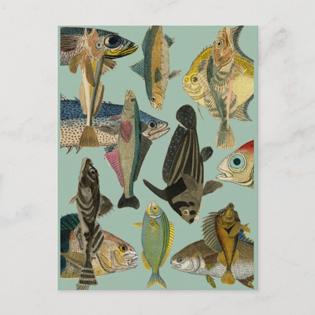 Carte Postale Pêcheur de poissons Tropical Poisson Océan Pêche E (Devant)