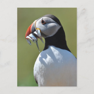 Carte Postale Pêcheur de Puffin