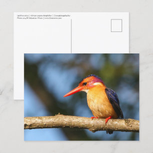 Carte Postale Pêcheur pygmée africain