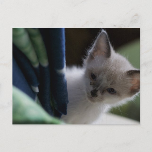 Carte postale Peek-a-Boo Kitten (Devant)