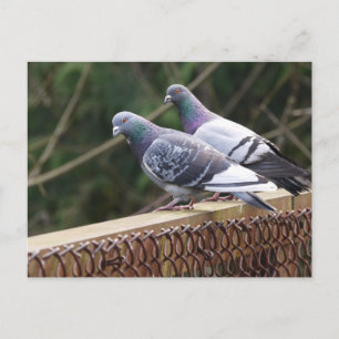 Carte Postale Peering Pigeons