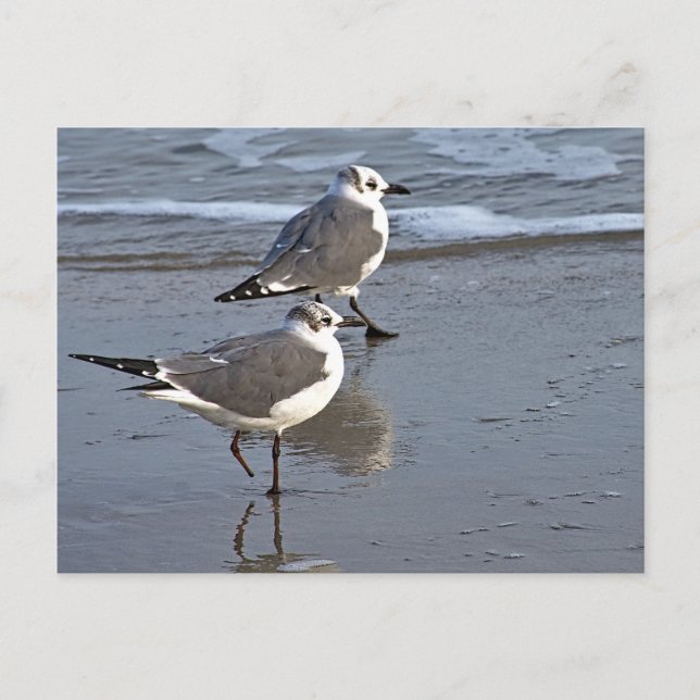 Carte Postale Peggy the One Fooooed Sea Gull de Galveston, TX (Devant)
