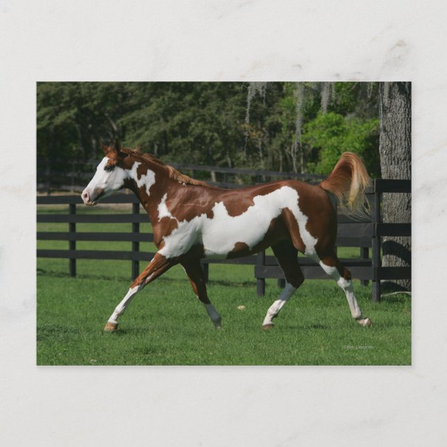 Carte Postale Peignez le cheval courant 1 (Devant)