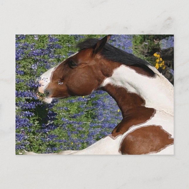 Carte Postale Peignez le cheval dans le domaine des fleurs (Devant)