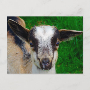 Carte Postale Peindre