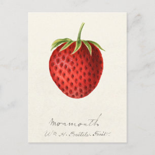 Carte Postale Peinture à l'aquarelle de fraise (Fragaria)