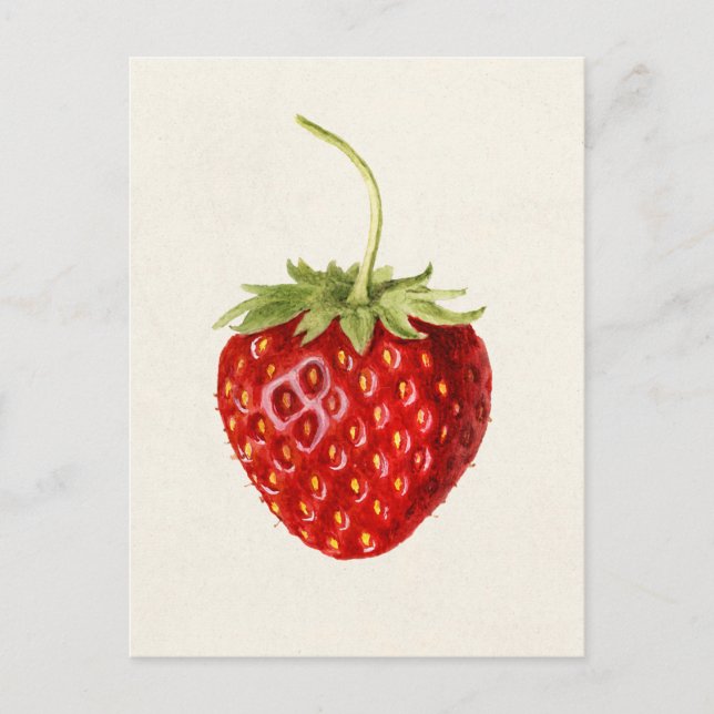 Carte Postale Peinture à l'aquarelle de fraise (Fragaria) (Devant)