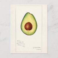 Peinture à l'aquarelle de fruit d'avocat (Persea)