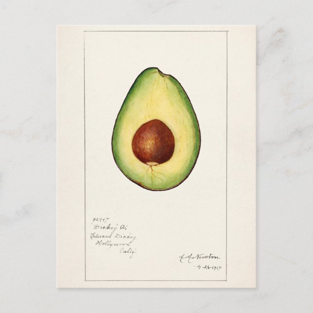 Carte Postale Peinture à l'aquarelle de fruit d'avocat (Persea) (Devant)