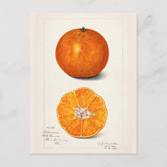 Carte Postale Peinture à l'aquarelle de fruits (Citrus Sinensis) (Devant)