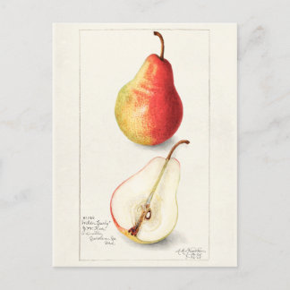 Carte Postale Peinture à l'aquarelle de fruits (Pyrus Communis)