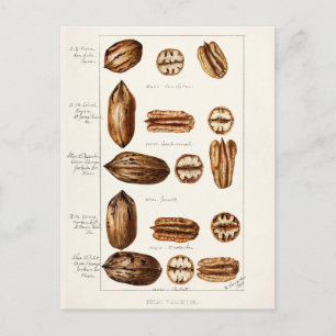Carte Postale Peinture à l'aquarelle des Pecans (Carya Illinoine