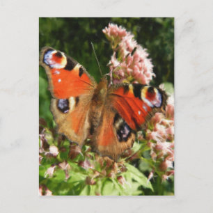 Carte Postale Peinture à l'huile de papillon