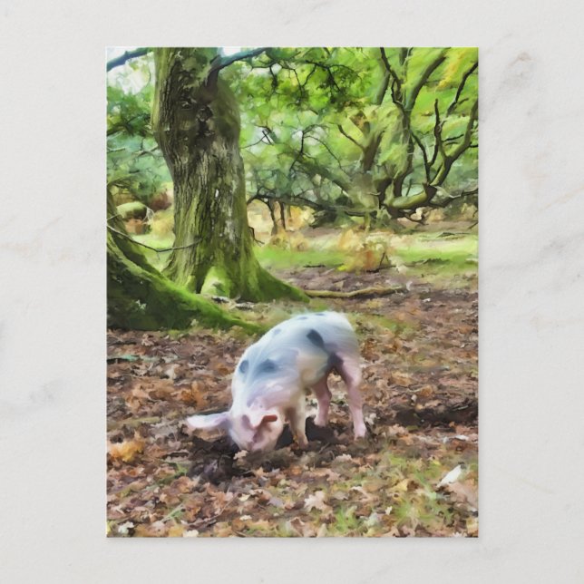 Carte Postale Peinture à l'huile de porc (Devant)