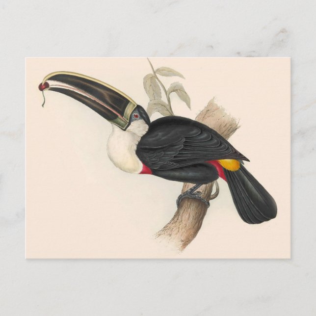 Carte Postale Peinture animalière d'antiquités Toucans (Devant)