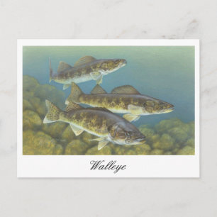 Carte postale Peinture au walleye