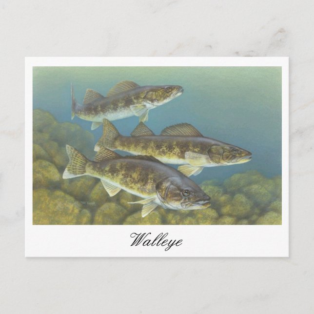 Carte postale Peinture au walleye (Devant)