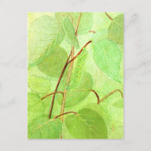 Carte postale Peinture Caterpillar