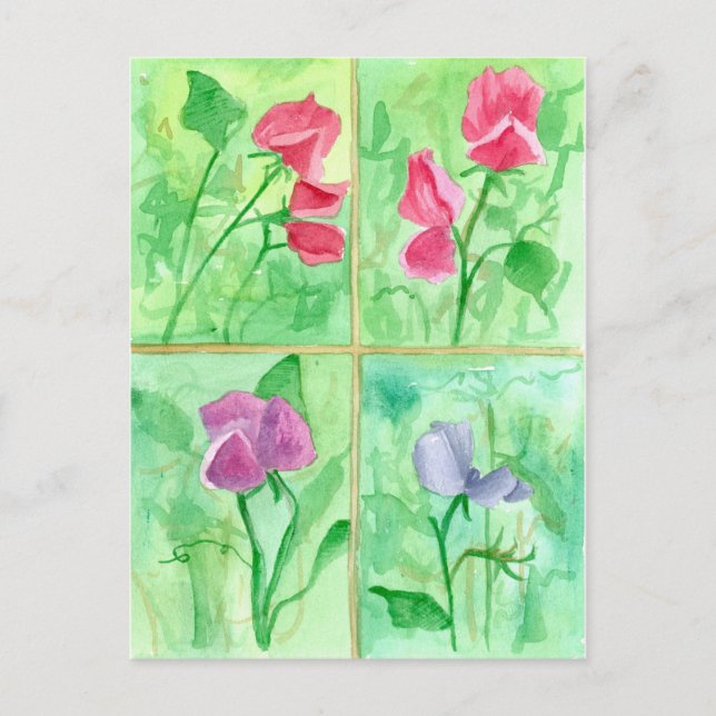 Carte Postale Peinture d'aquarelle rose Fleurs de pois doux (Devant)