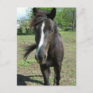 Carte Postale Peinture de cheval