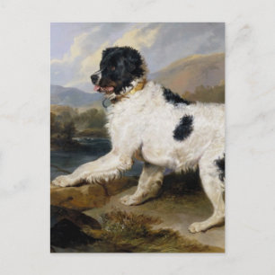 Carte Postale Peinture de chien de Terre-Neuve