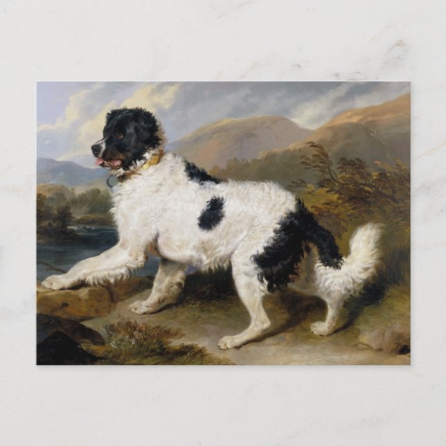 Carte Postale Peinture de chien de Terre-Neuve (Devant)