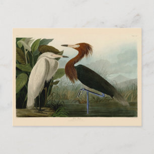 Carte Postale Peinture de la faune d'Audubon Heron violet