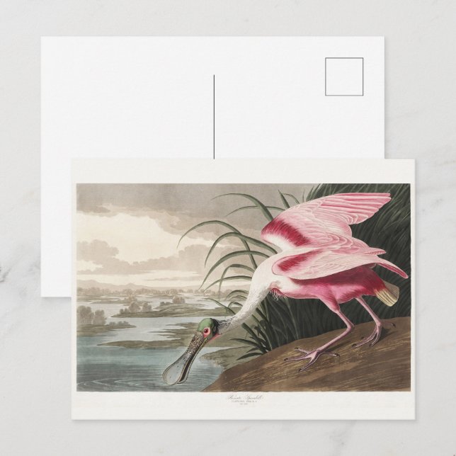 Carte Postale Peinture de la faune de l'audubon Spoonbill Roseat (Devant / Derrière)