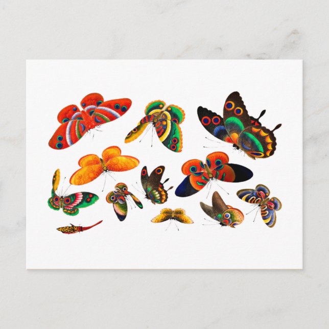 Carte Postale Peinture de papillon et d'insectes chinois - dynas (Devant)