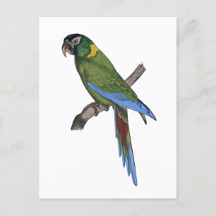 Carte Postale Peinture de perroquet tropical pour les amateurs d
