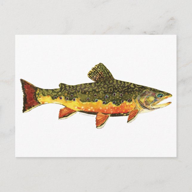 Carte Postale Peinture de poissons de truite broyée (Devant)