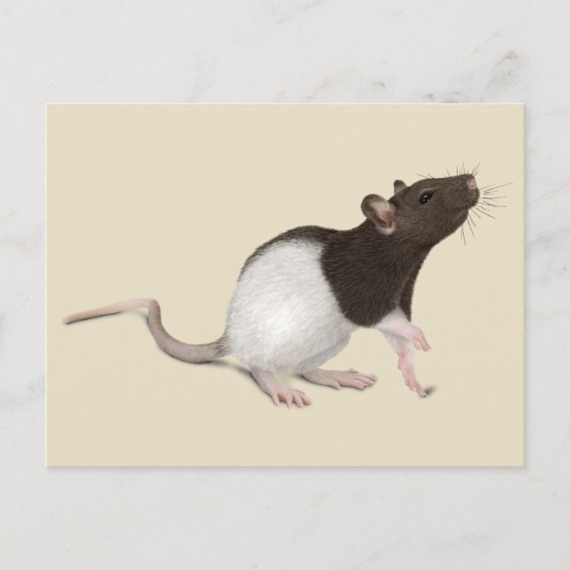Carte Postale Peinture de rat pour animaux (Devant)