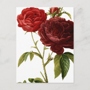 Carte Postale Peinture de roses vintages rouge profond